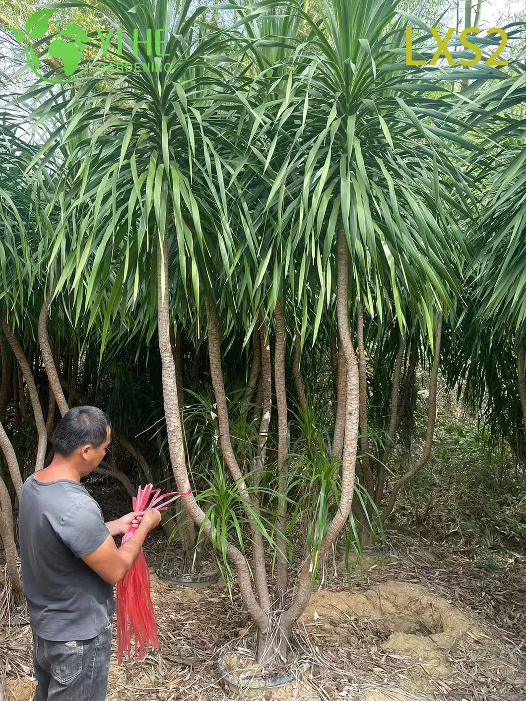 Multi-Stem Dracaena Draco 6