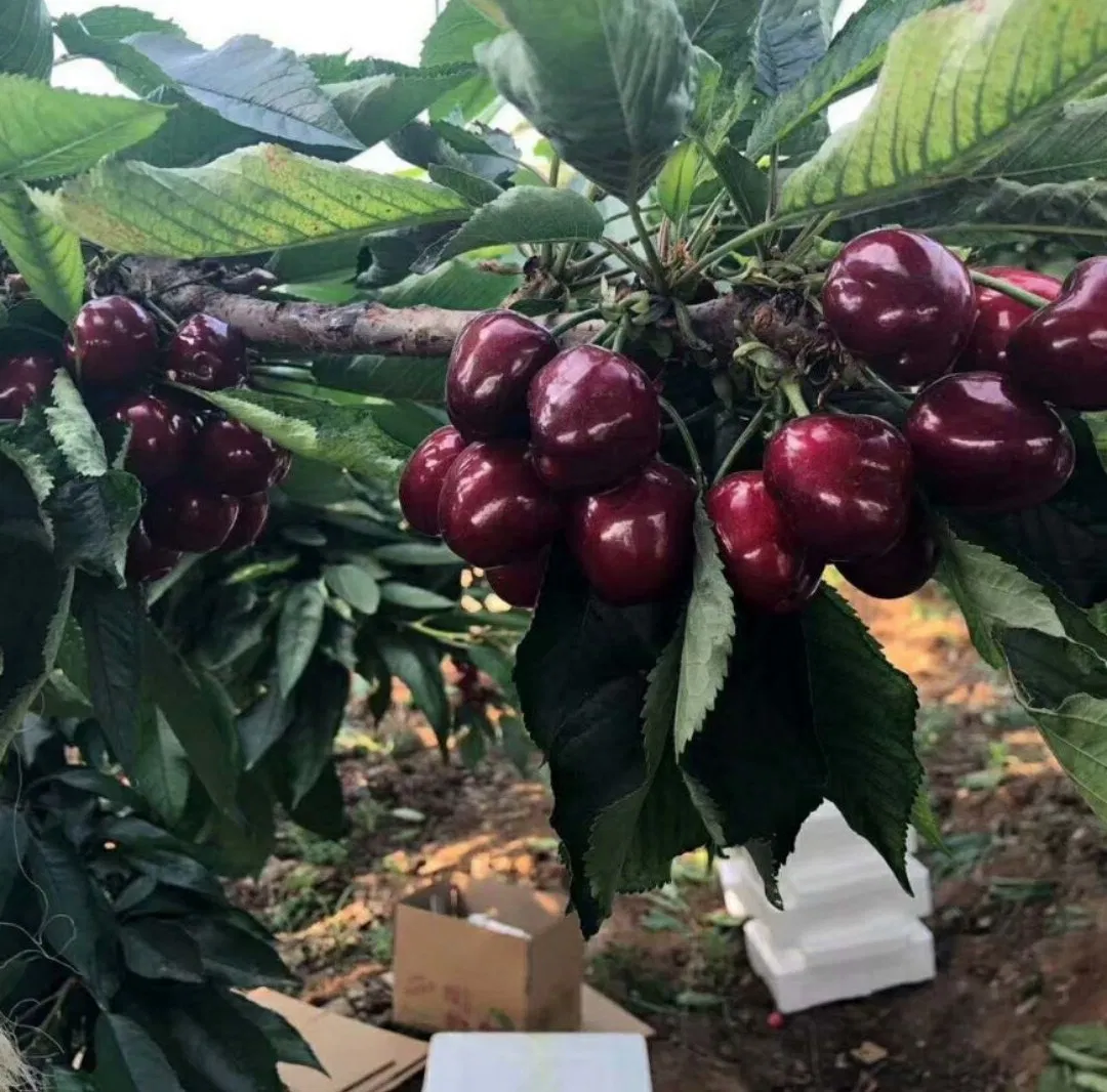 Prunus Pseudocerasus Seedling Cherry Fruit Wholesale Nursery Fruit Seedling