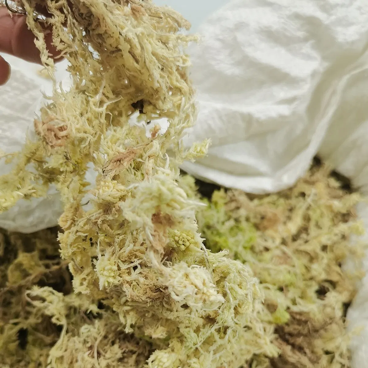 Factory-Direct Durable Sphagnum Moss for Plant Packaging &amp; Seedling Preservation