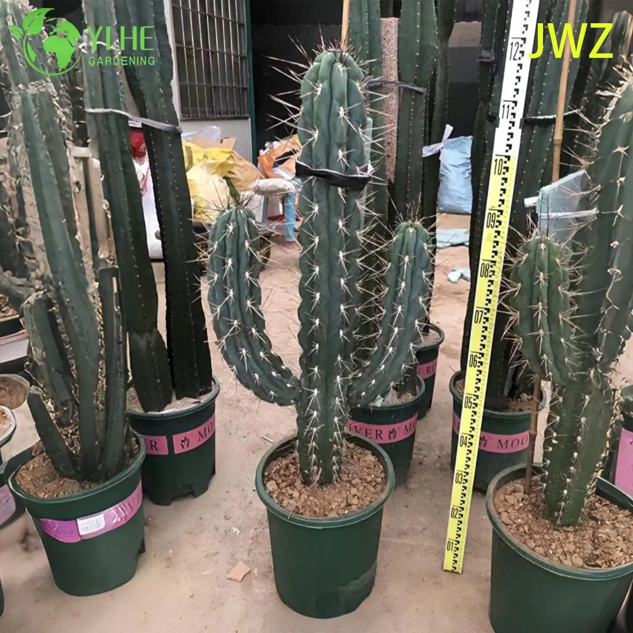 Live Mexican Fence Post Cactus a Tall Columnar Ribbed Succulent