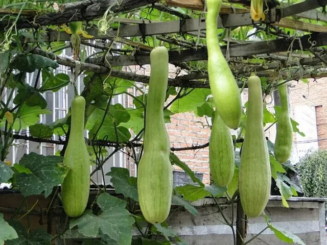 Cut Melon Seeds, Cucurbita Kangua Li, Vegetable Seeds