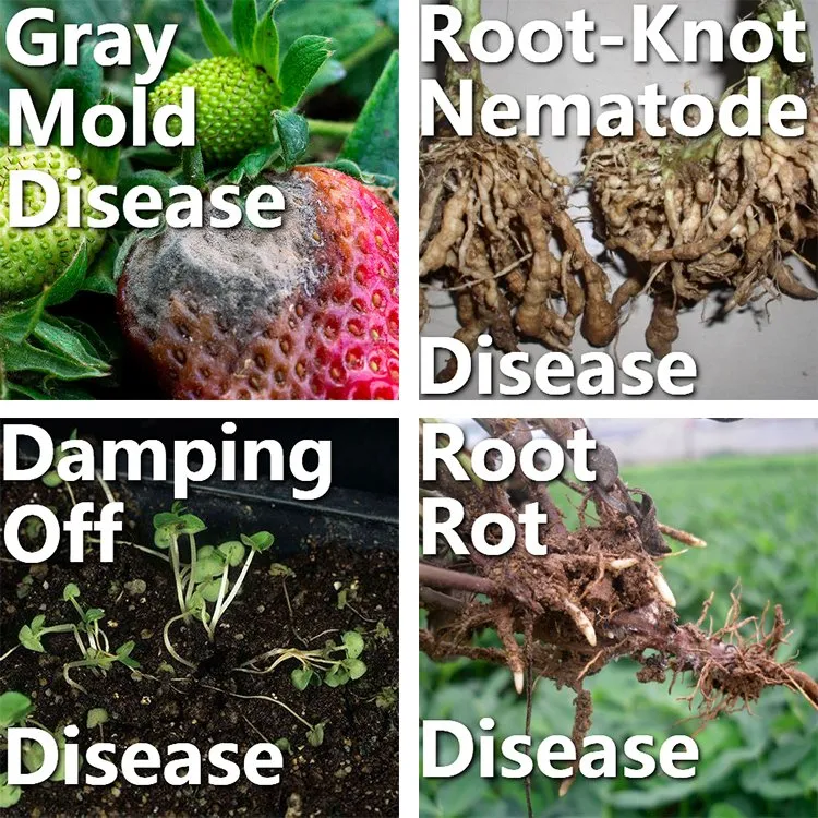 Disease suffering crops