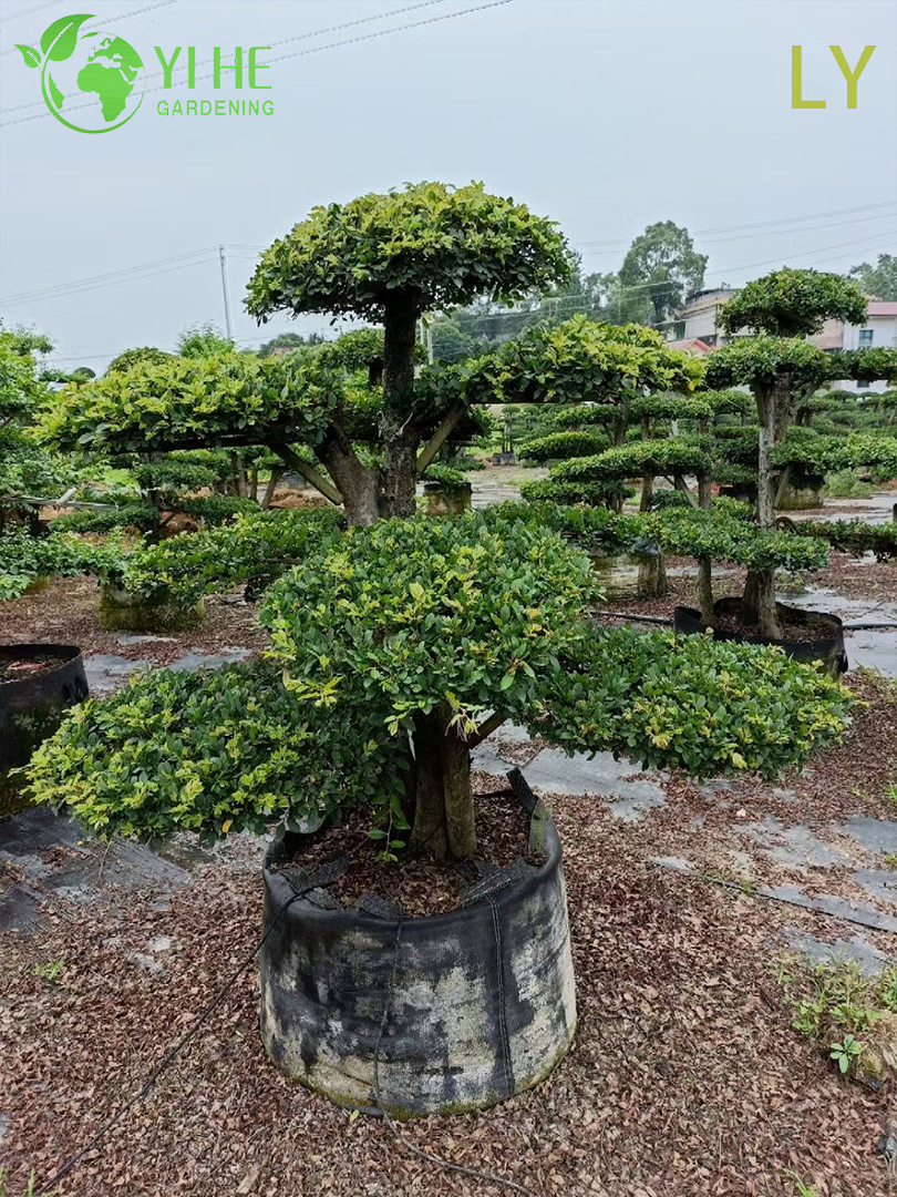 Ornamental Mature Elm Bonsai - Ulmus Parvifolia for Garden Decoration