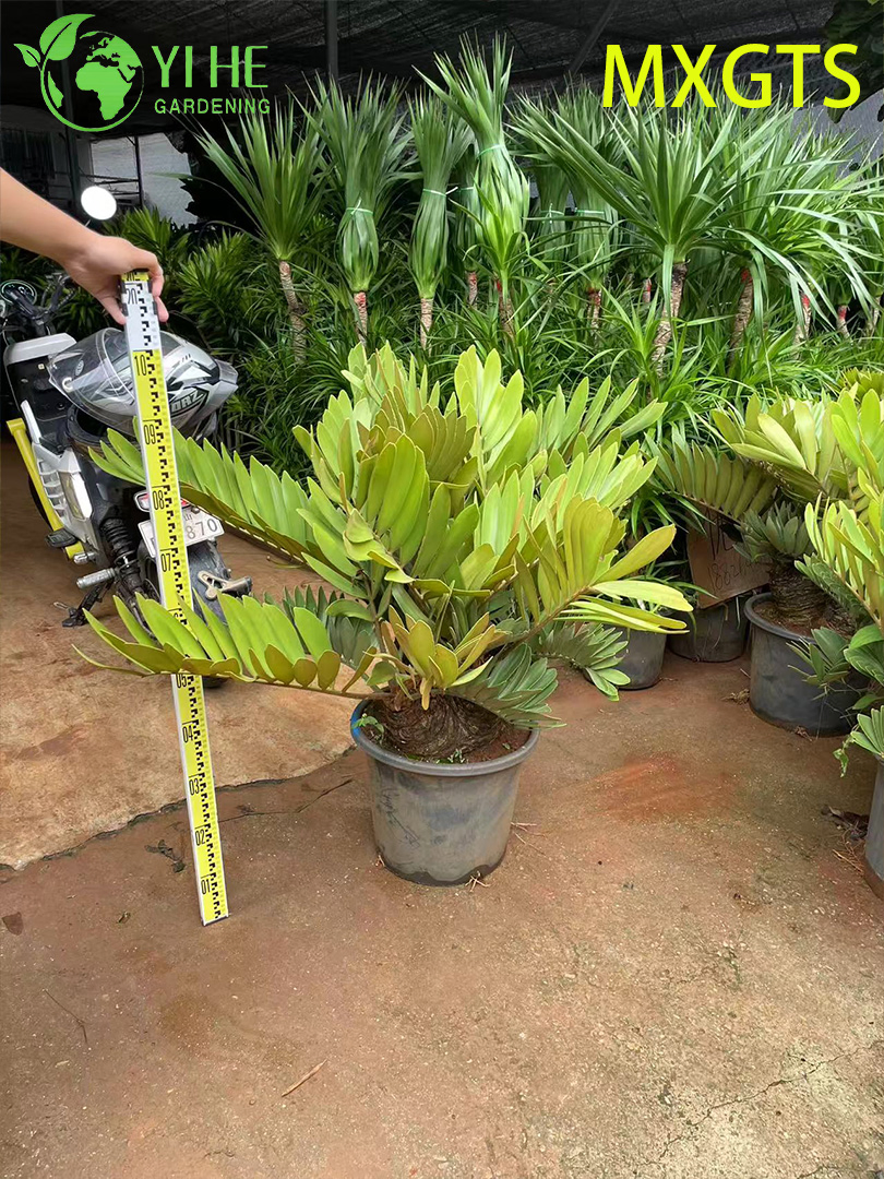 Hardy Zamia Furfuracea Bonsai for Garden Decor