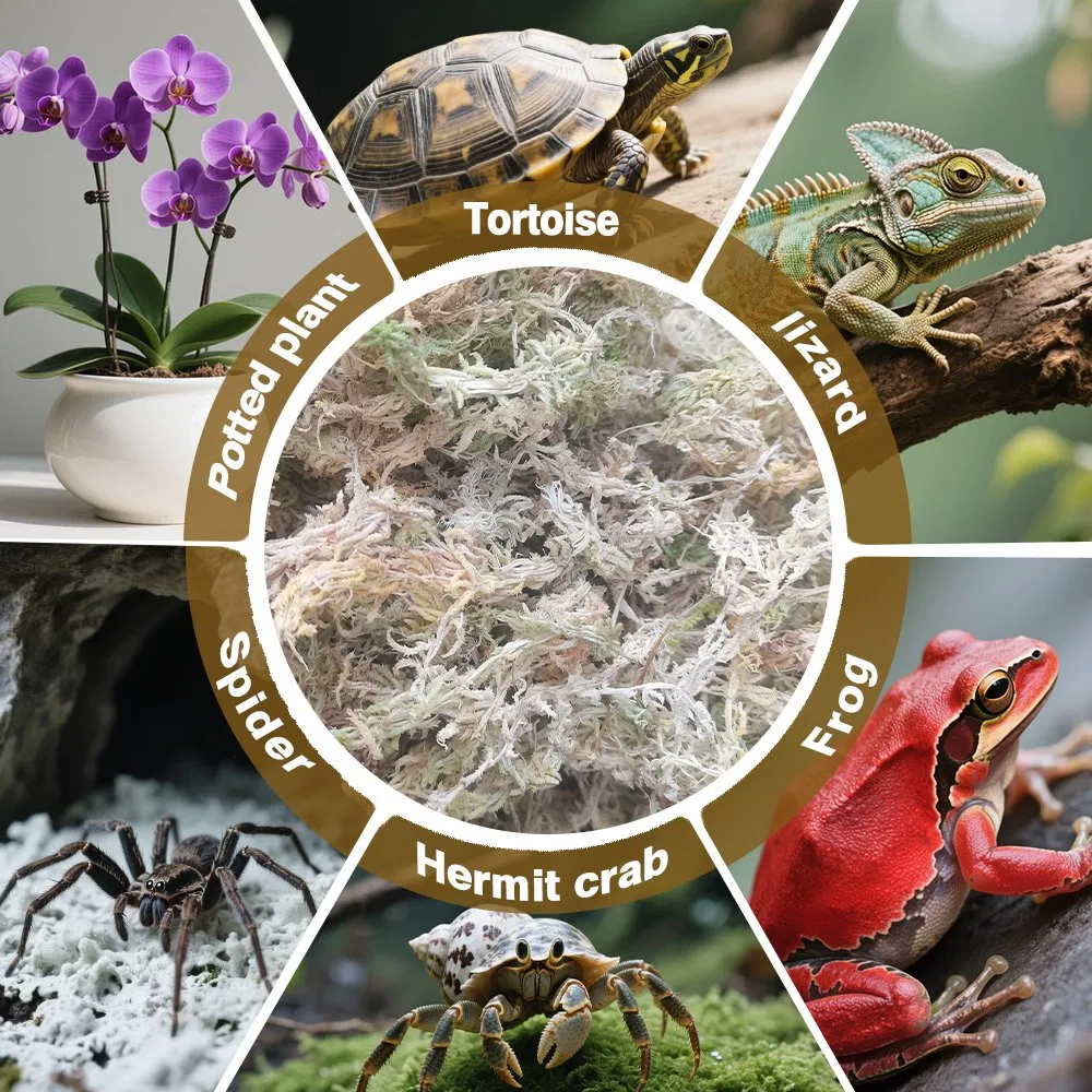 Factory-Direct Durable Sphagnum Moss for Plant Packaging &amp; Seedling Preservation