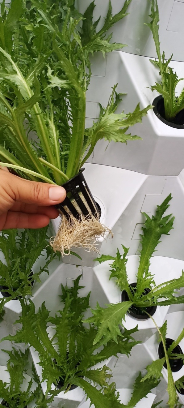 Home Garden Vertical Grow Kit Growing Systems Complete Hydroponic System Smart Home Automation System