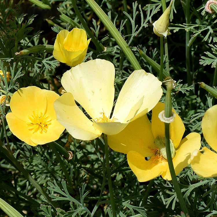 Naturix Wholesale Yellow Color California Poppy Flower Seeds for Planting