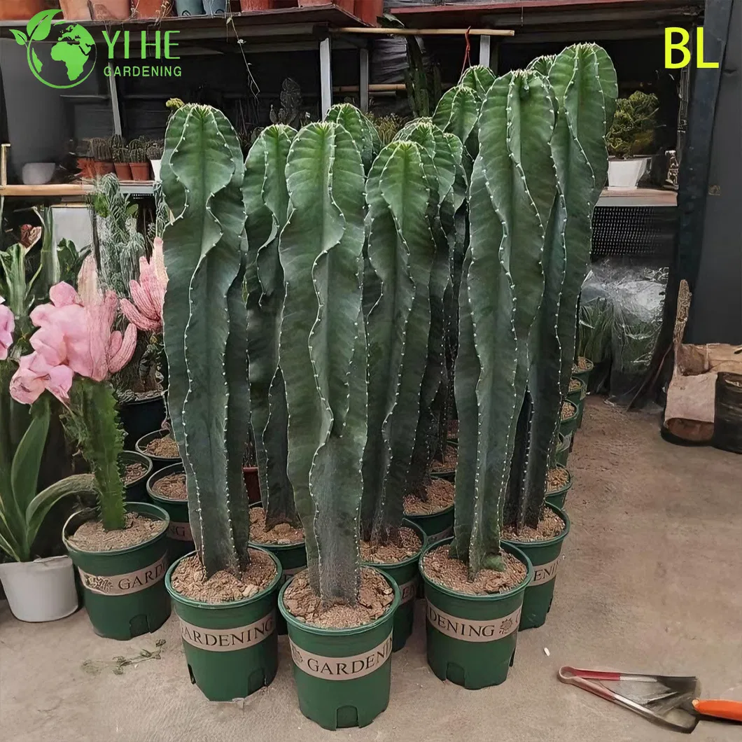 Fast Growing Cactus
