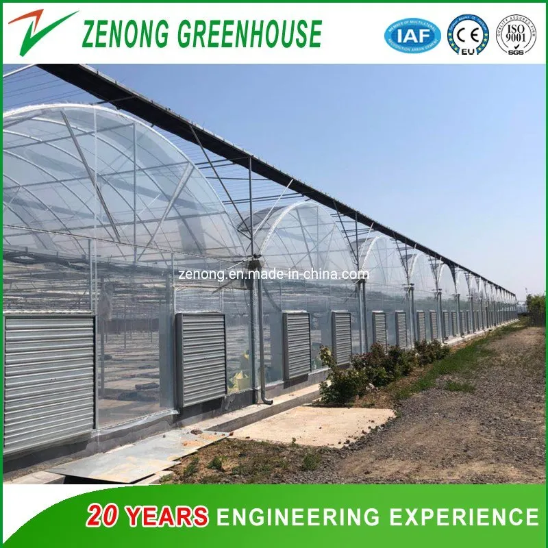 Venlo Tempered Glass Greenhouse with Hydroponics Growing System for Vegetables/ Flowers/ Tomato