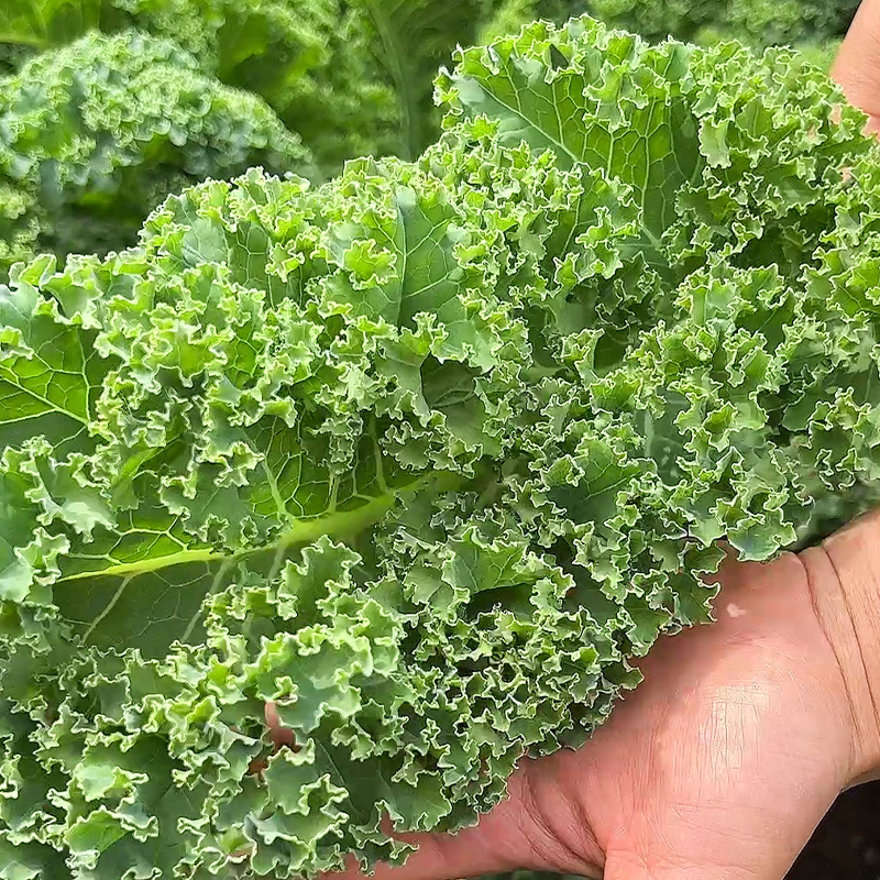 Kale Seeds Curly-Leaf Kale Seeds Ornamental Edible Green Vegetable Seeds