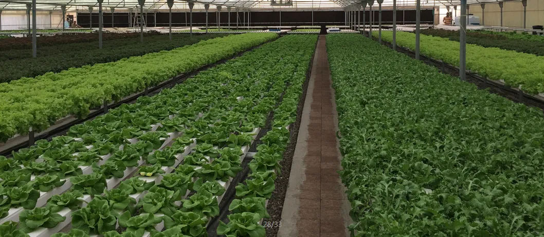Nft Hydroponics System