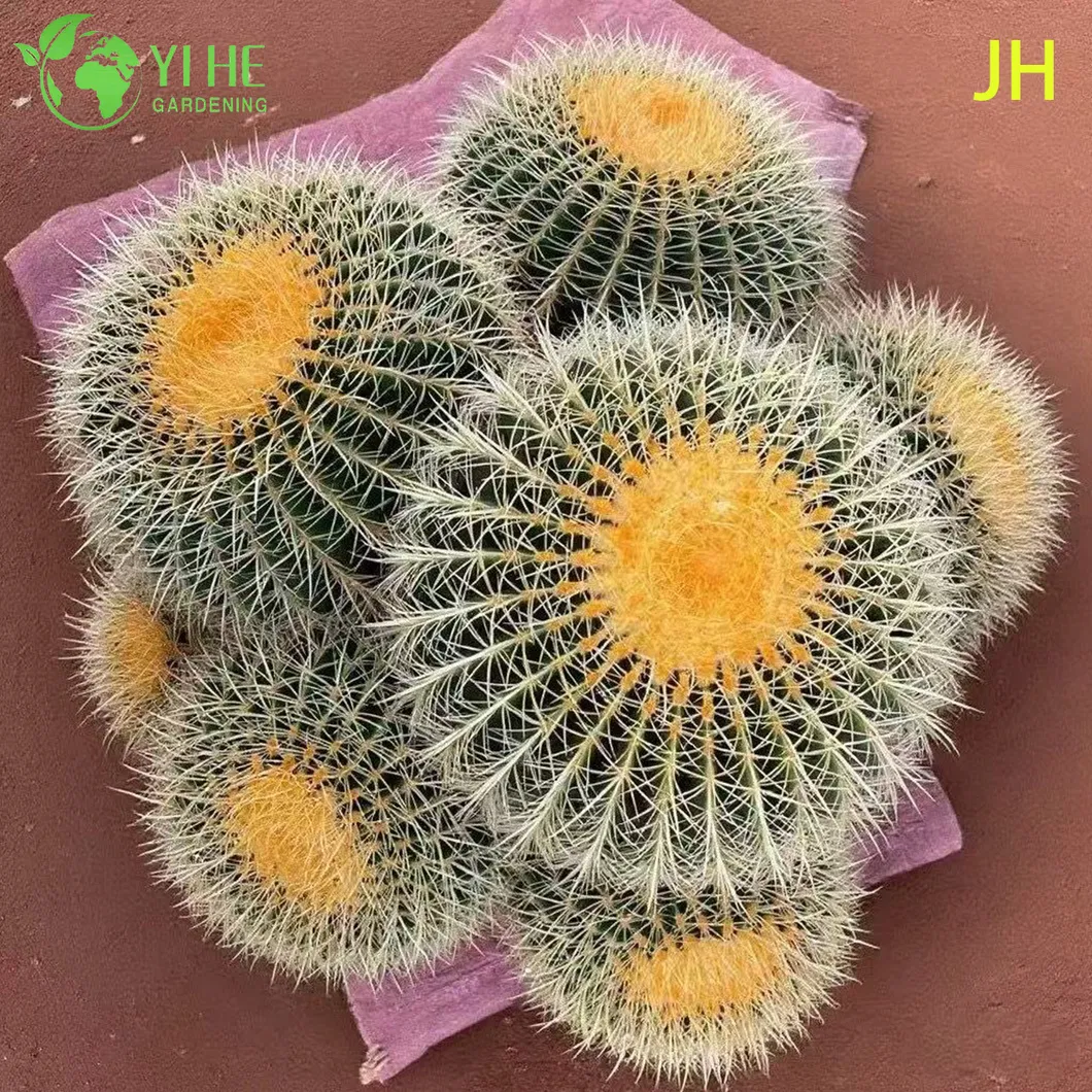 Golden Barrel Cactus 1