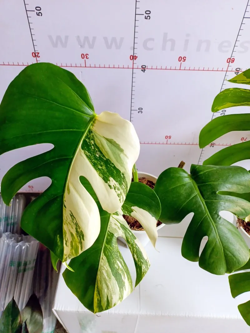 Half Moon Monstera Deliciosa Variegata