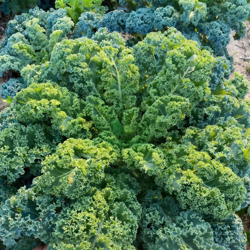 Kale Seeds Curly-Leaf Kale Seeds Ornamental Edible Green Vegetable Seeds