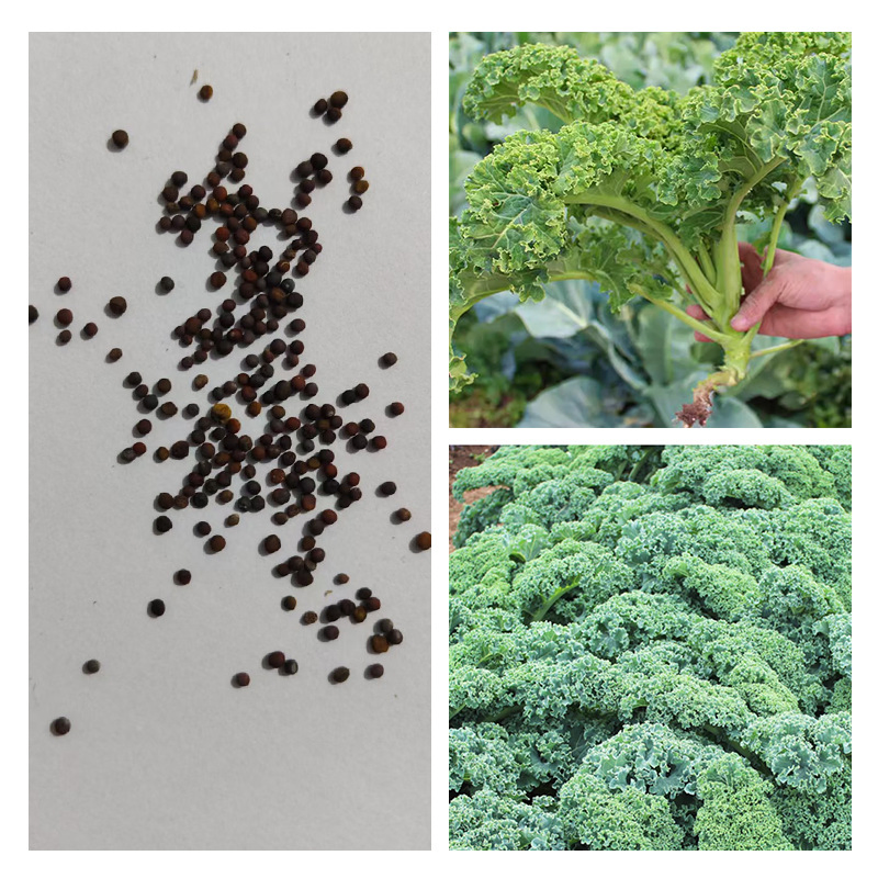 Kale Seeds Curly-Leaf Kale Seeds Ornamental Edible Green Vegetable Seeds