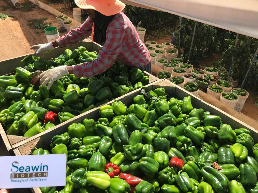 Humic Acid Liquid Fertilizers Detail