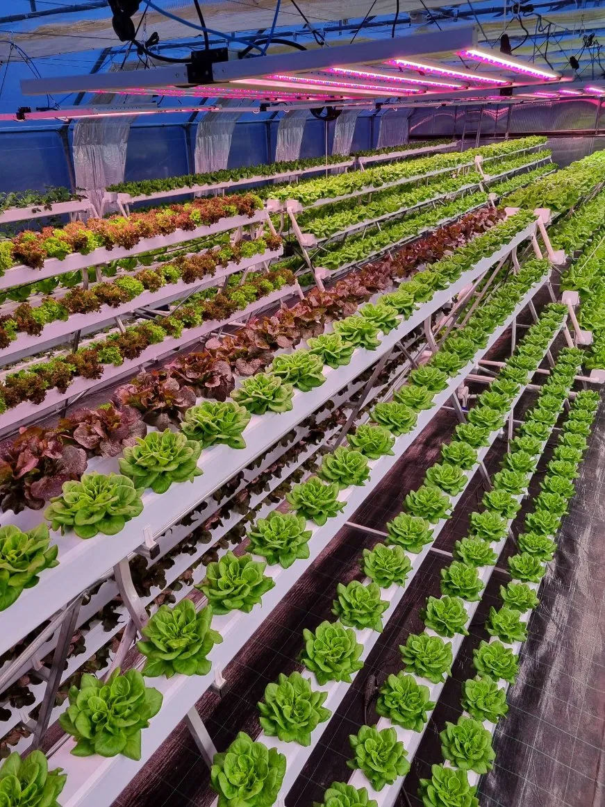 Hydroponic Growing System PVC Nft Channel Pipe Greenhouse Farm Hydroponic Growing Kit Vertical Tower Growing System