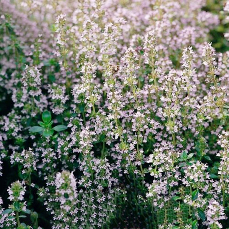 English Thyme Seeds Thyme Potted Plant Edible Herb Pastries Western Cuisine Herbal Tea