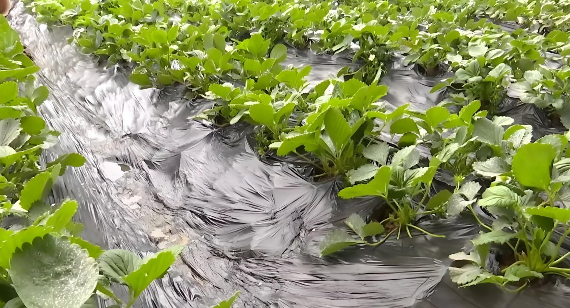 Long-Lasting Anti-Grass Mulching Film, Resistant to Sun and Rain, Specially Designed for Tobacco/Chinese Medicinal Herb Cultivation.