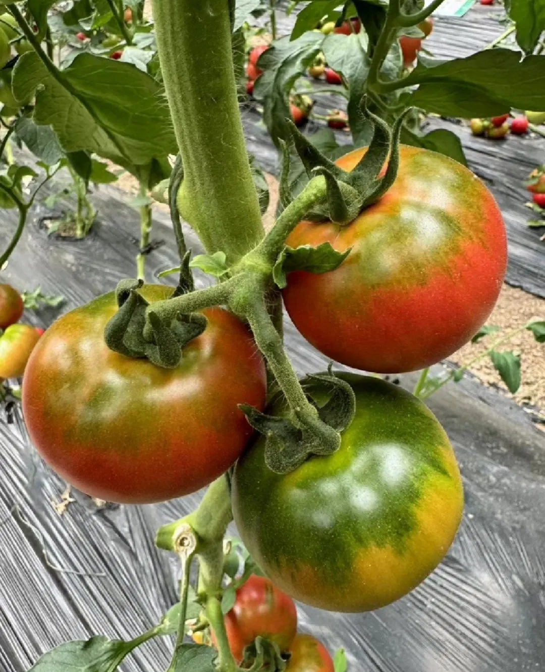 Delicious Red Tomato Live Leeds Green Plants