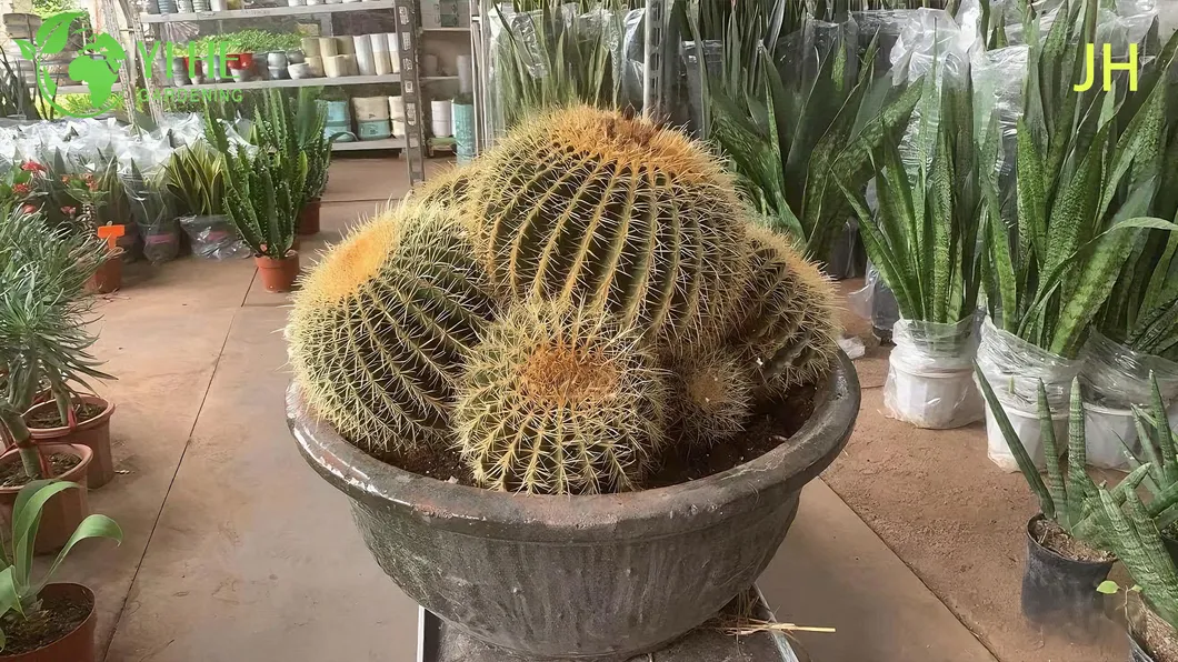 Golden Barrel Cactus 6