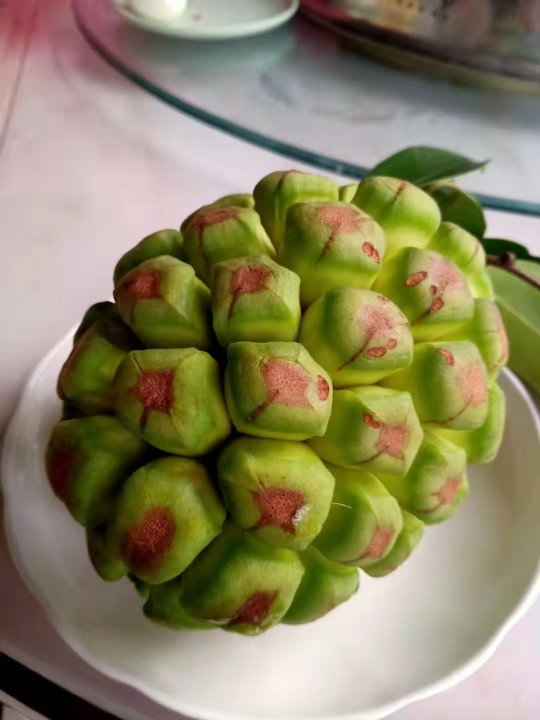 Wholesale Nursery Kadsura Coccinea Lem a C Smith Seedlings Live Plants