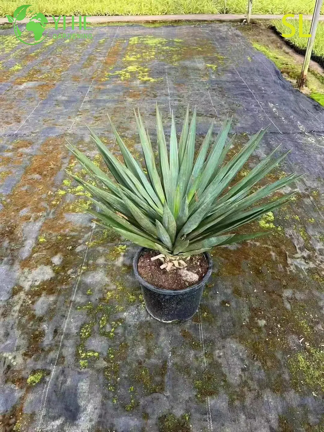 Yucca Live Rosette 5