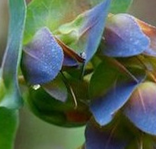 Cold Resistant, Xeriscaping Candidate, Long-Lasting Foliage Cerinthe Major L Cut Flower Seeds