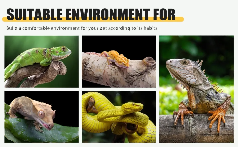 Reptile Enclosure View 5