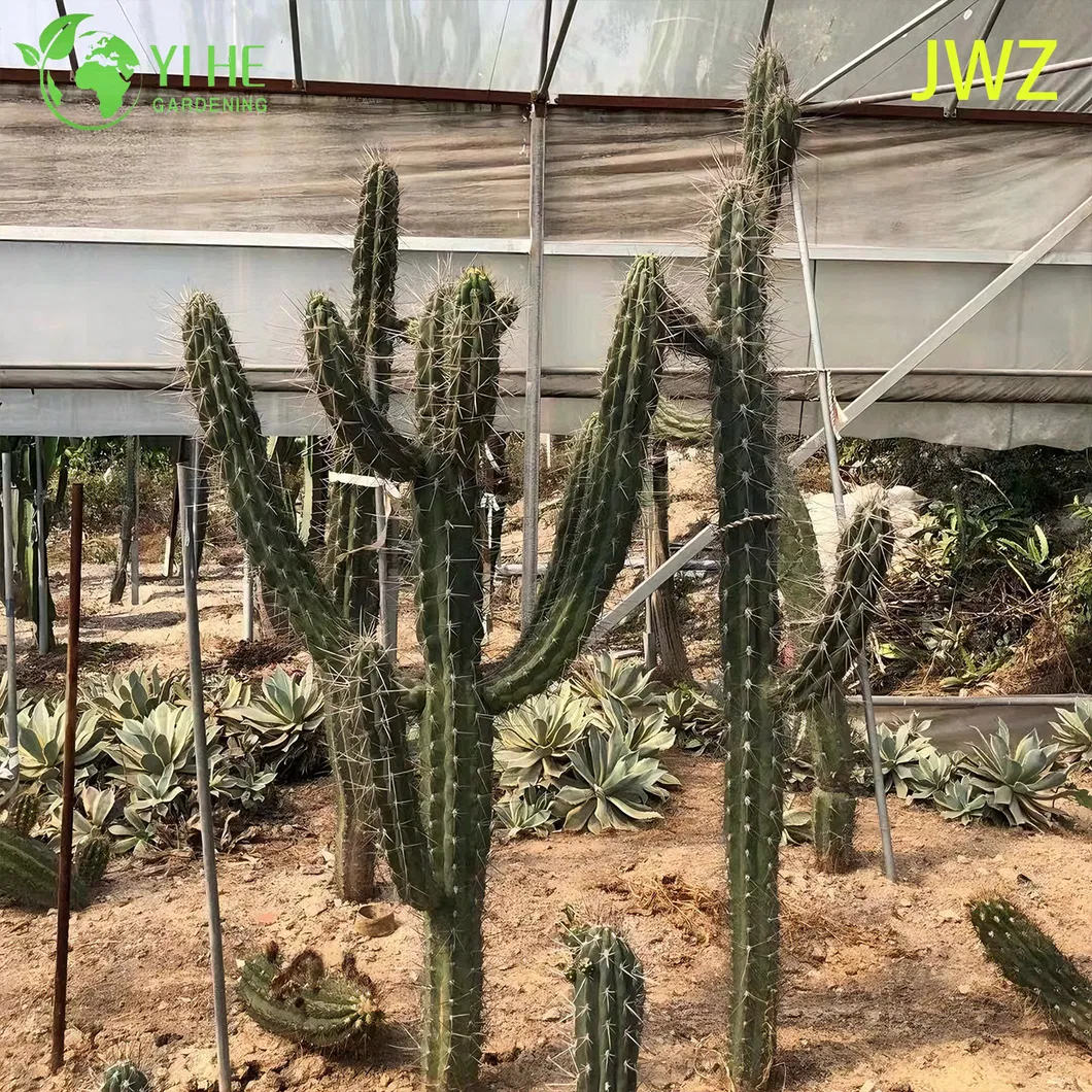 Mexican Fence Post Cactus 5