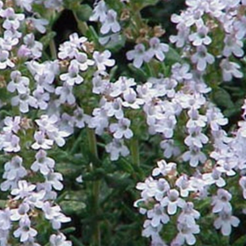 English Thyme Seeds Thyme Potted Plant Edible Herb Pastries Western Cuisine Herbal Tea