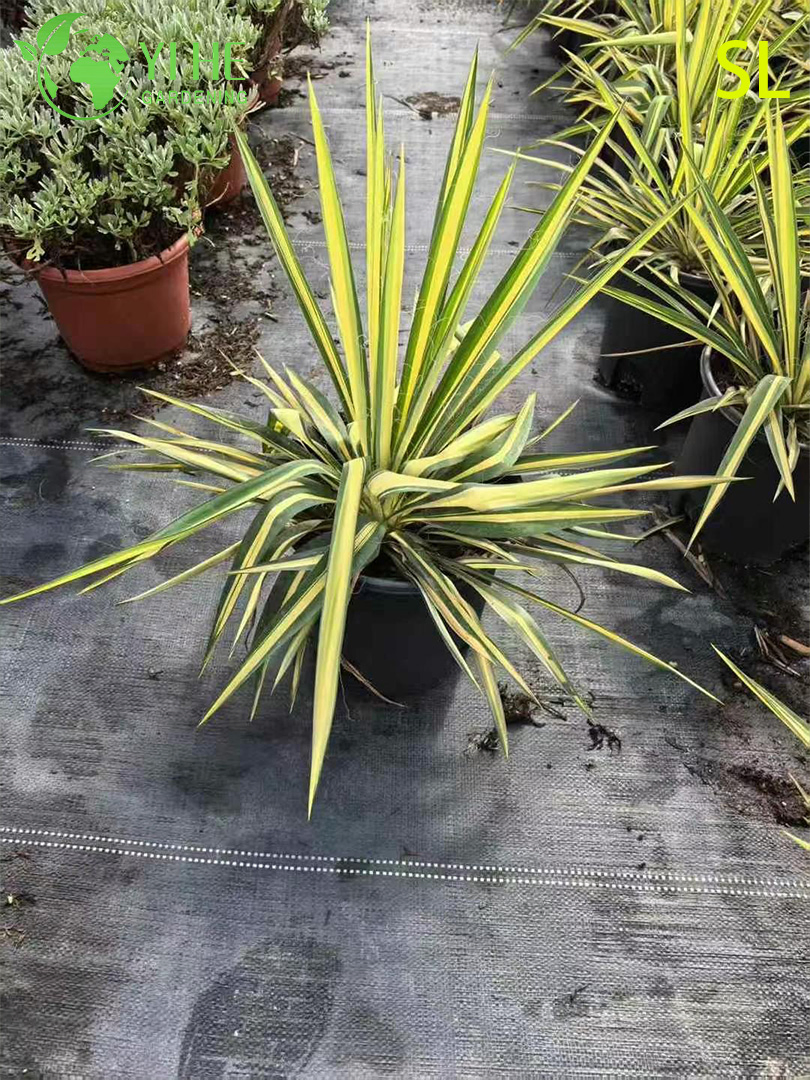 Wholesale Architectural Yucca Live Rosette Landscaping Plant Bonsai