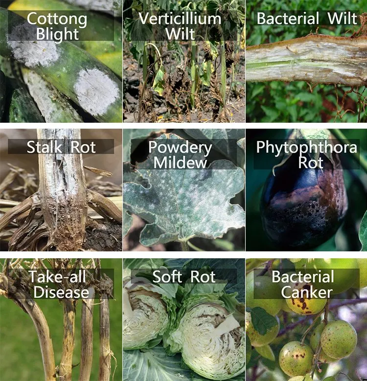 Mycorrhizal Inoculant effect