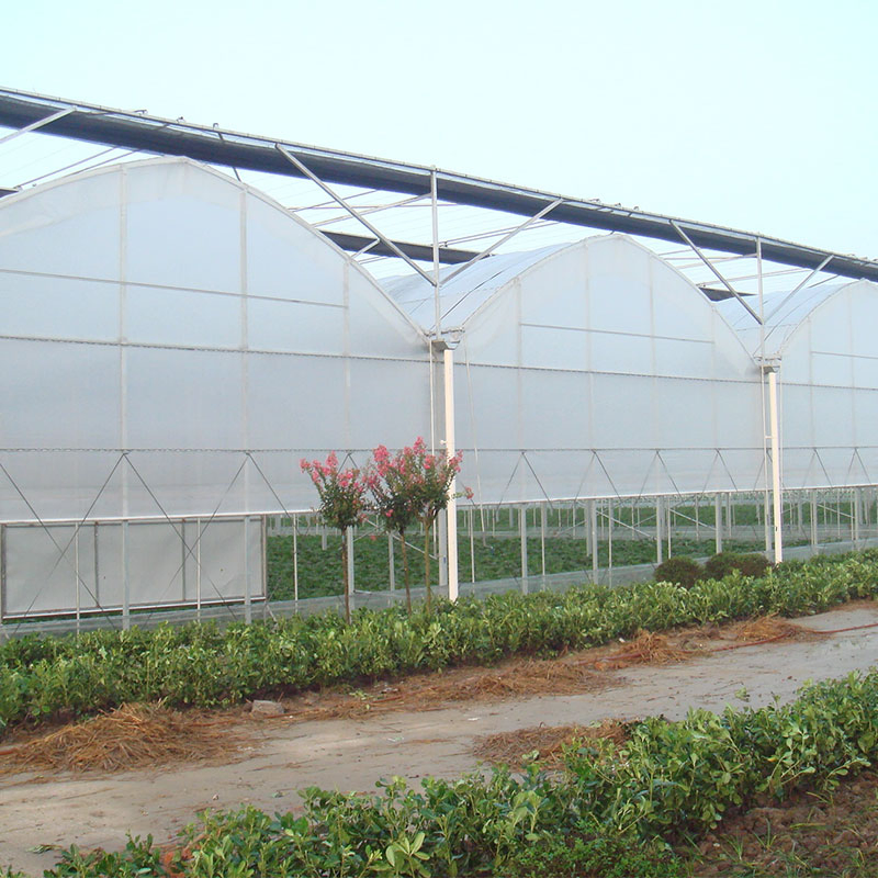 Multi-Span Plastic Greenhouse for Medicinal Herbs/Specialty Vegetables/Exotic Plants/Research &amp; Breeding
