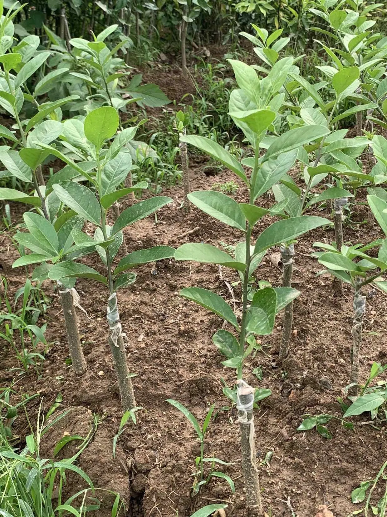 Citrus × Limon 'rosso' Lemon Seedlings