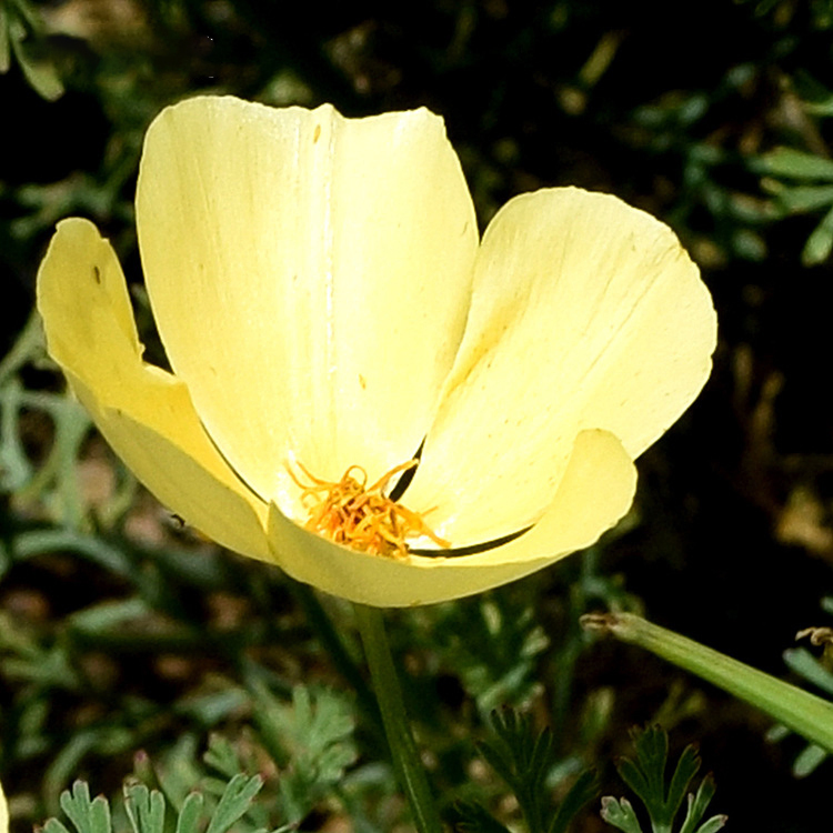 Naturix Wholesale Yellow Color California Poppy Flower Seeds for Planting