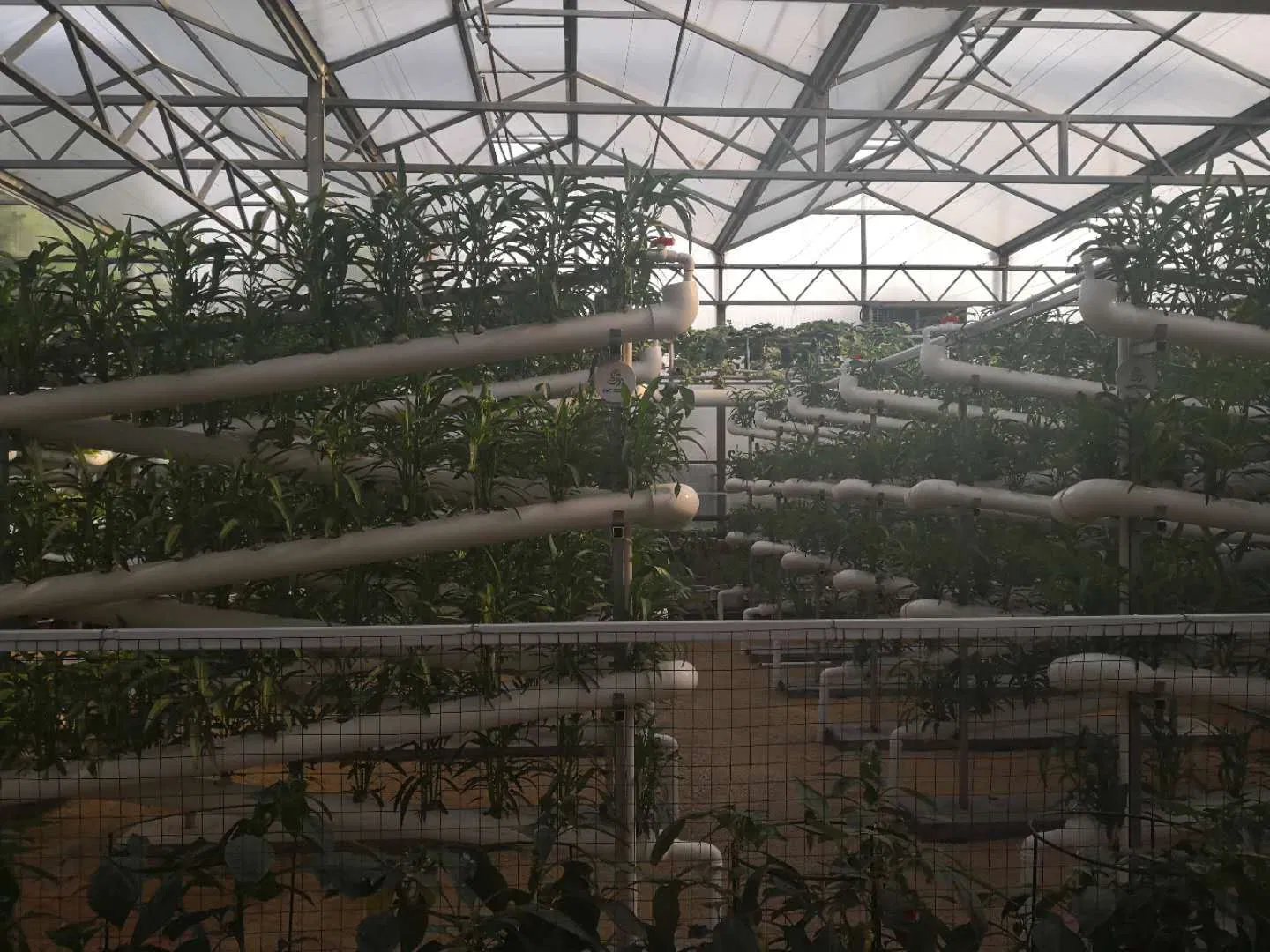 Intelligent Greenhouses with Hydroponics Planting System for Planting