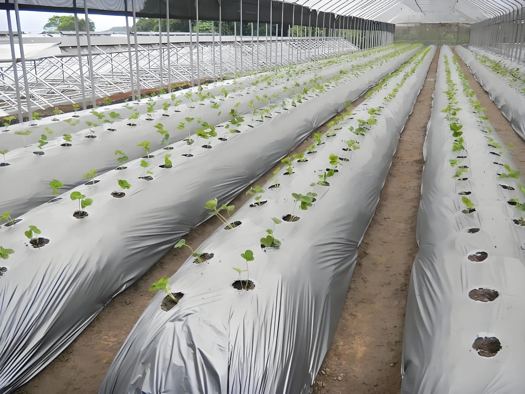 Long-Lasting Anti-Grass Mulching Film, Resistant to Sun and Rain, Specially Designed for Tobacco/Chinese Medicinal Herb Cultivation.