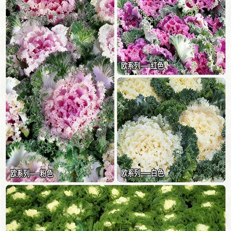 Kale Seeds Brassica Oleracea Var. Acephala Seeds Flower Seeds Ornamental Edibles
