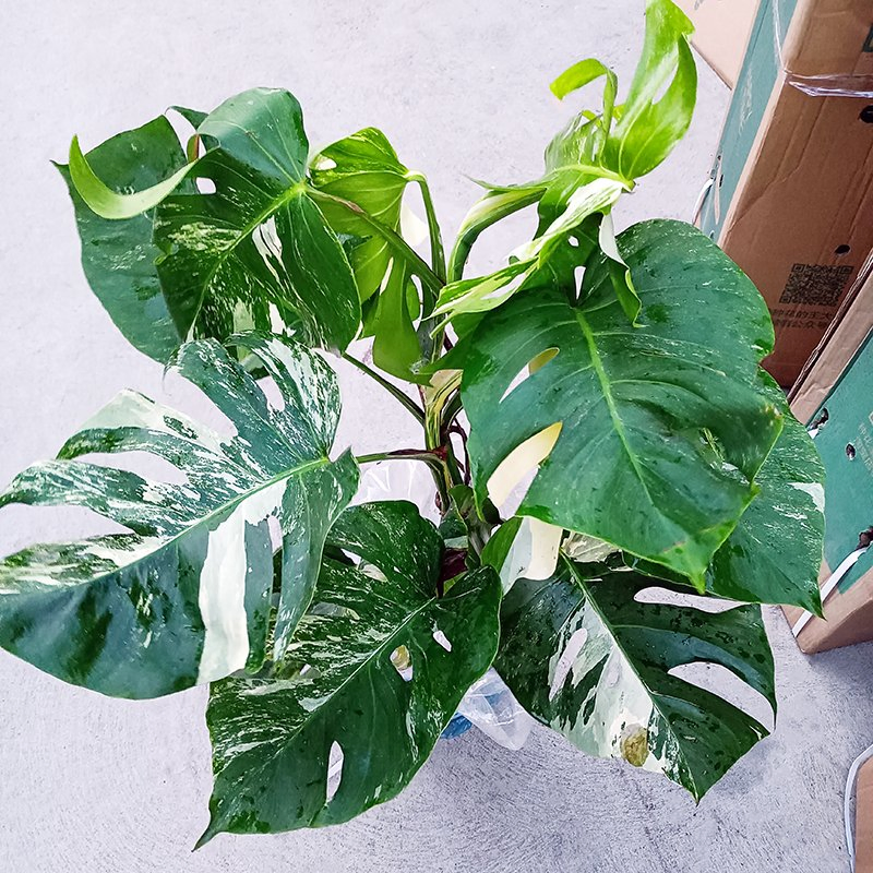 Rare Plants Monstera Albo White Variegated Half Moon Monstera Deliciosa Variegata