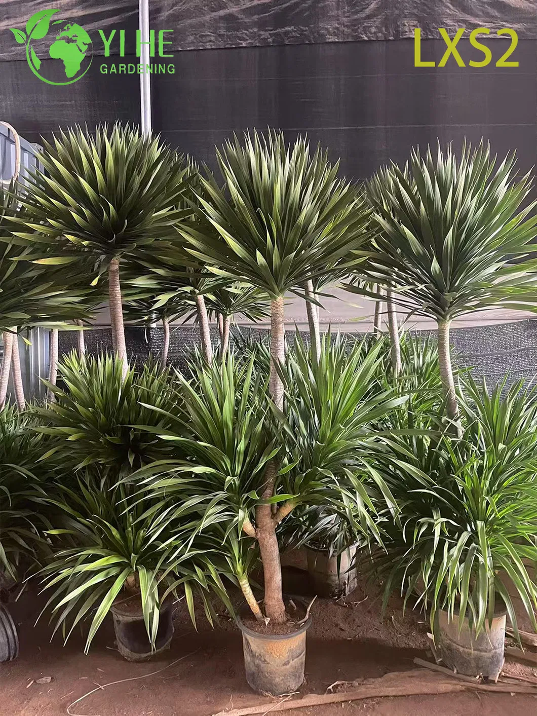 Multi-Stem Dracaena Draco 4