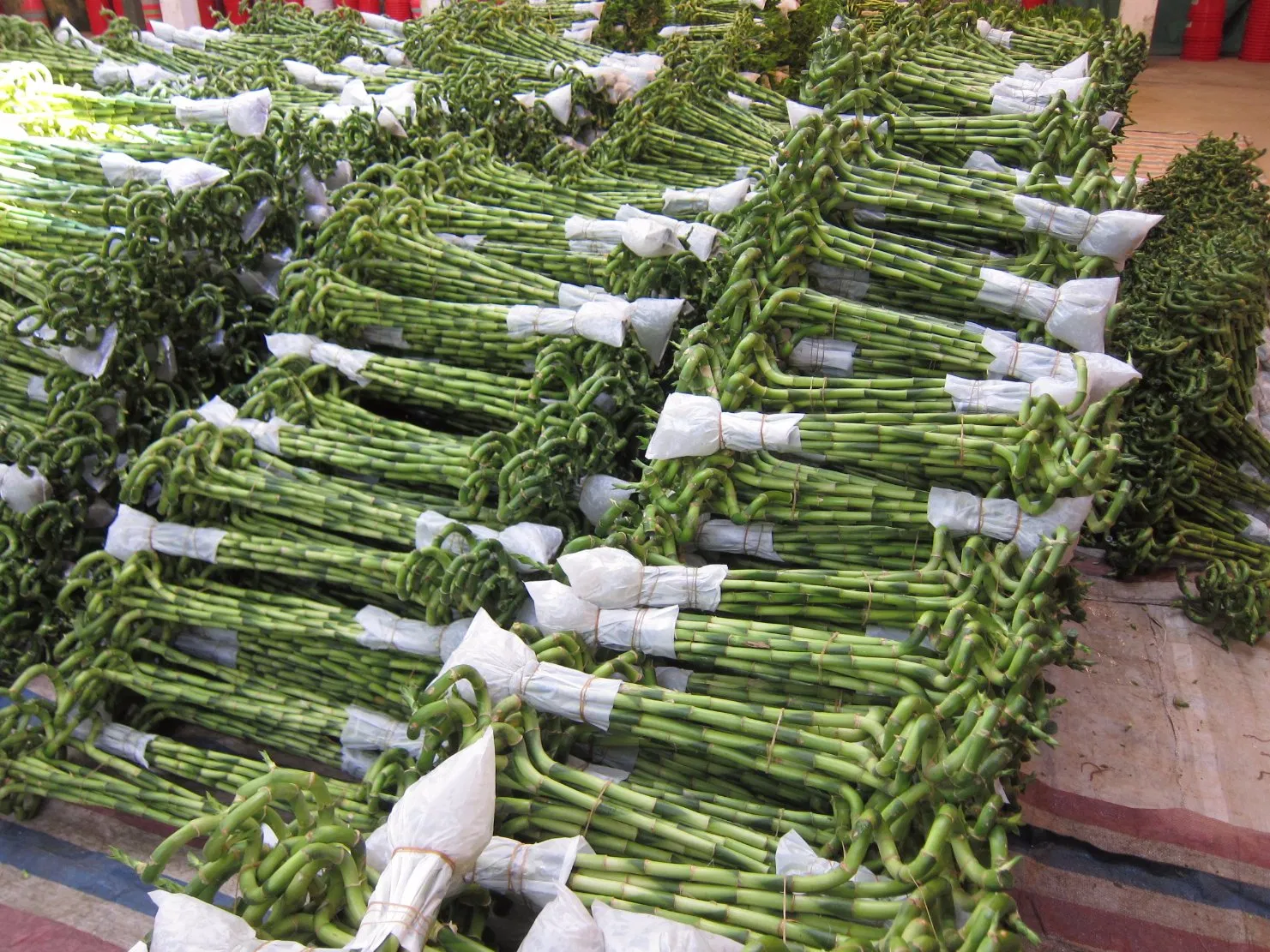 Dracaena Sanderiana Flower, Bonsai &amp; Decorative Plant Spiral Lucky Bamboo