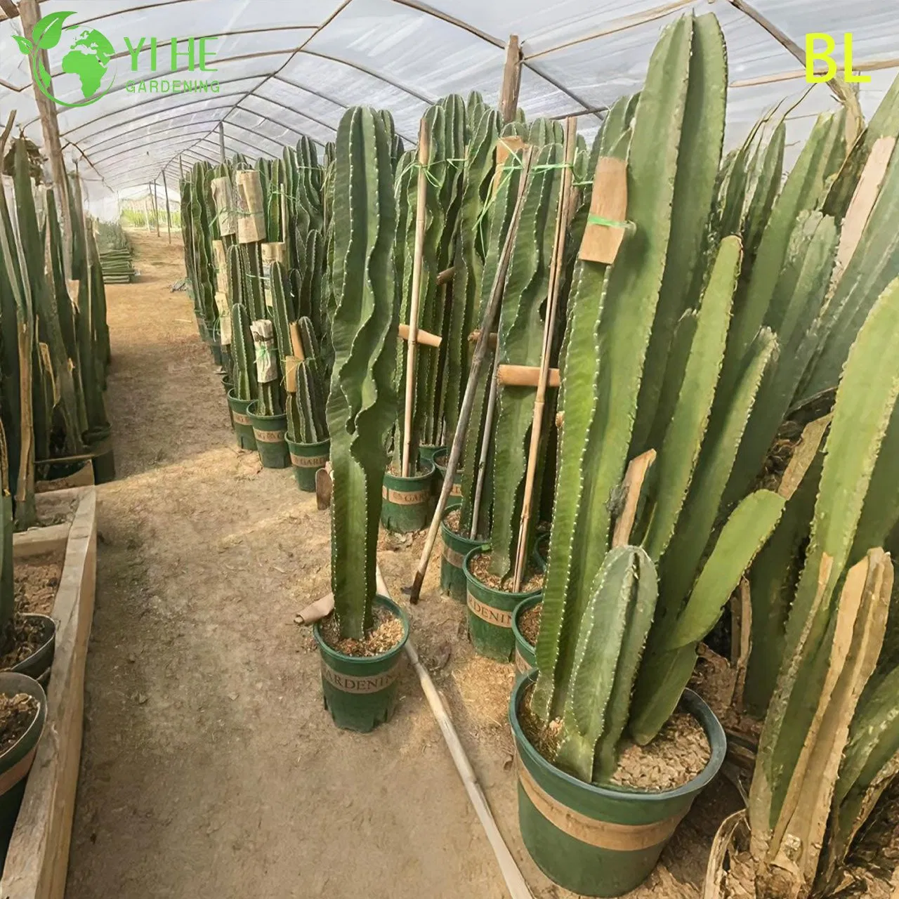 Live Peruvian Apple Cactus a Fast-Growing Edible Fruit Tree