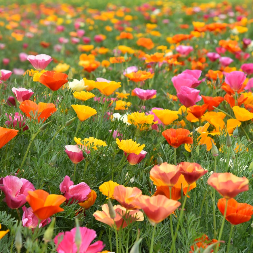 Naturix Wholesale Double Mix Color California Poppy Flower Seeds