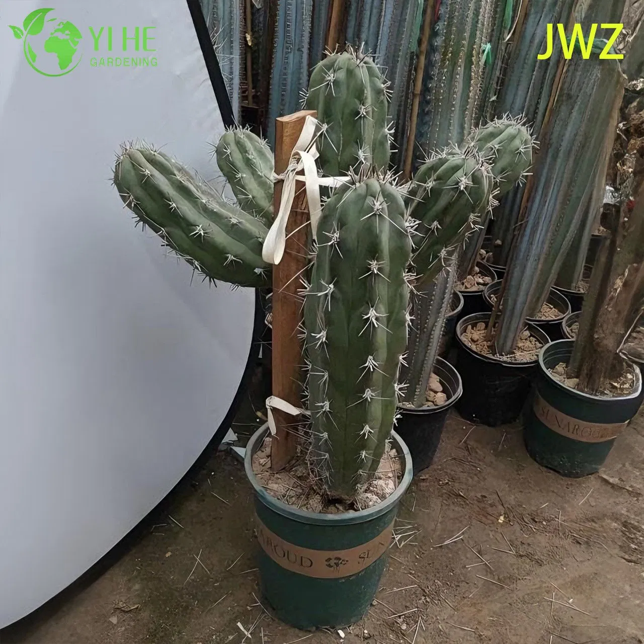 Live Mexican Fence Post Cactus a Tall Columnar Ribbed Succulent