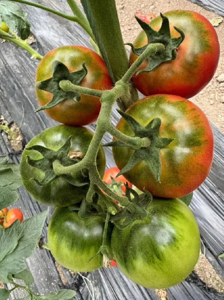 Delicious Red Tomato Live Leeds Green Plants