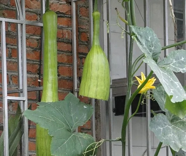 Cut Melon Seeds, Cucurbita Kangua Li, Vegetable Seeds