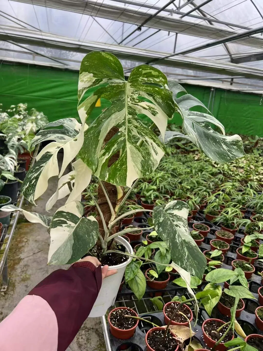 Rare Plants Monstera Albo White Variegated Half Moon Monstera Deliciosa Variegata