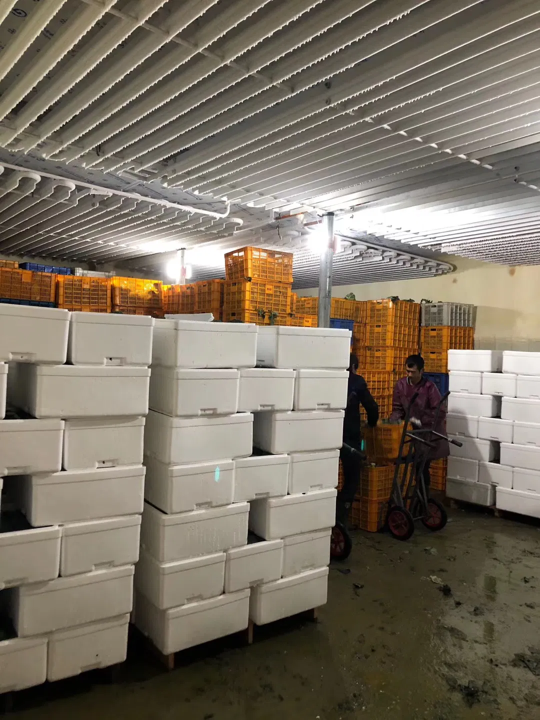 Heavy Duty 20t Cooling Capacity Freezer