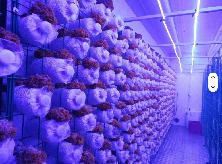 40 Foot Container Intelligent Mushroom Growing Bio-Secure Hatchery Unit